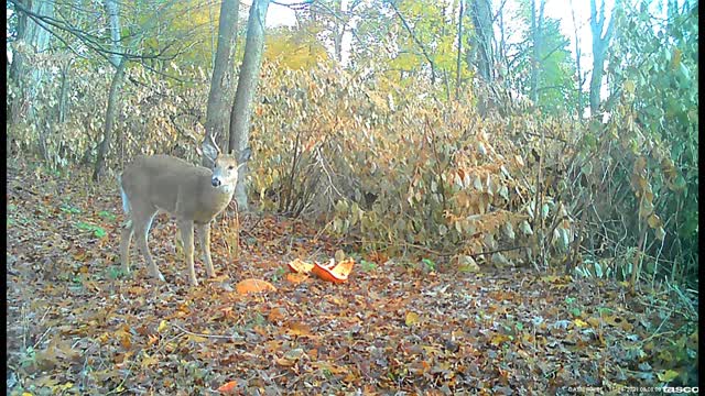 Backyard Trail Cam Pics