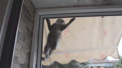 how to quickly deactivate a cat