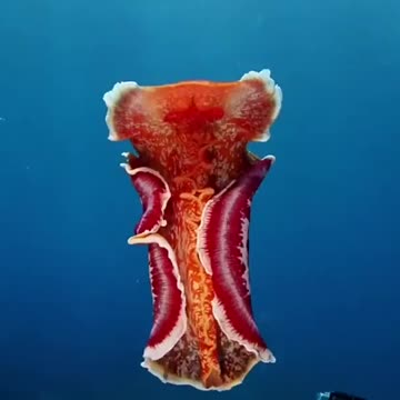 dancing moment creature