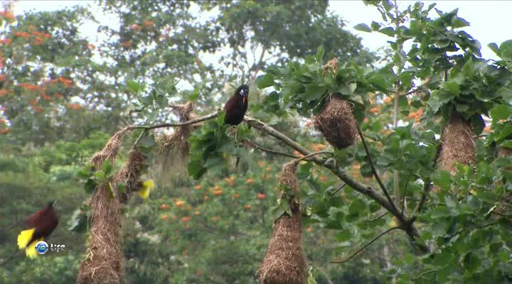 Interesting birds with yellow tail