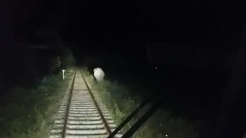 Train Driver save elephant..