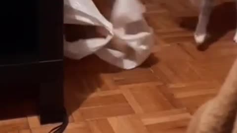 funny kitten hiding from the cat/funny cats