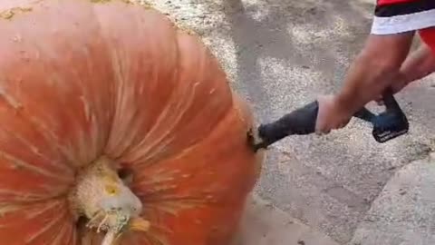 Giant Pumpkin