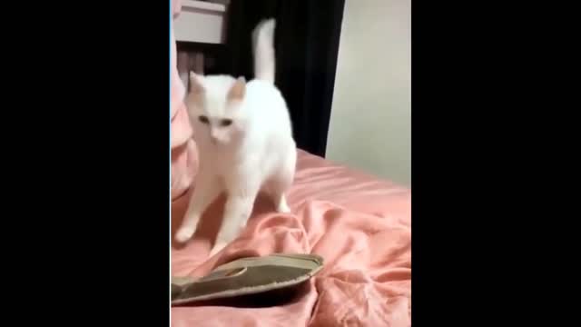 funny of the cat dancing on beats of beatbox