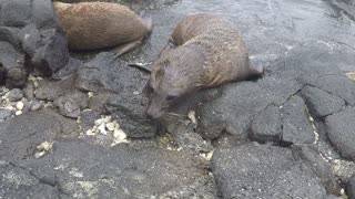 Sea Lion Puppies