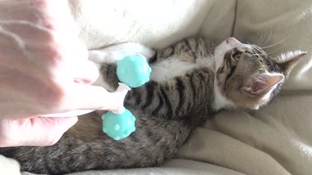 Massage for the Little Cat