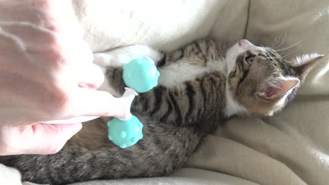 Massage for the Little Cat
