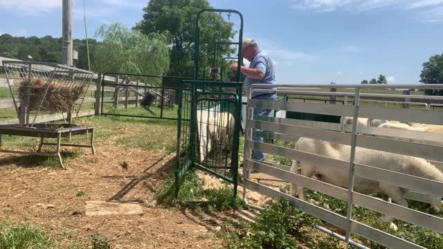 Sheep Forage During Drought, Part 2