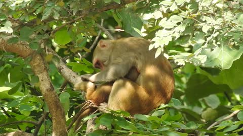 Singe funny famille soins des animaux nature