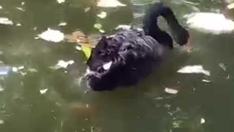 A goose that eats water and grass