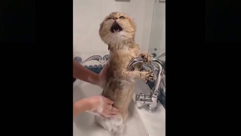 Try Not To Laugh While Watching This Pets Video