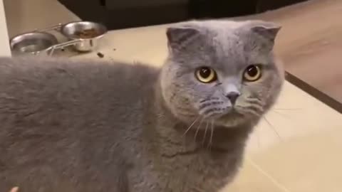 Cat video