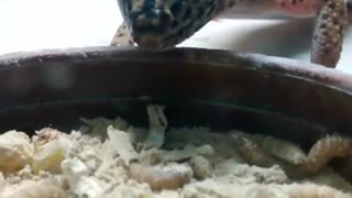 The most beautiful coastal area is eating