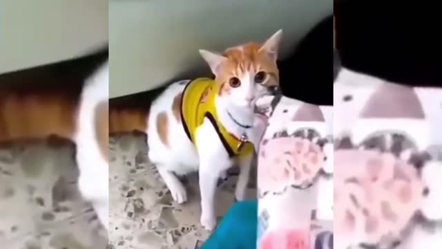 This cat speaks like a man everything is possible