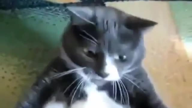 an angry and funny cat at the same time