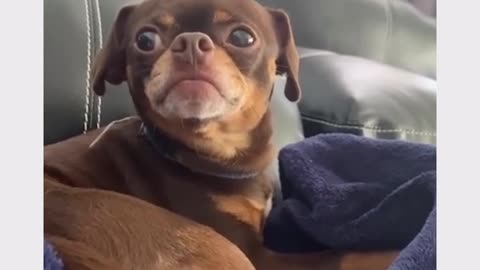 funny dog