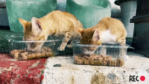 Funny cats eating fast