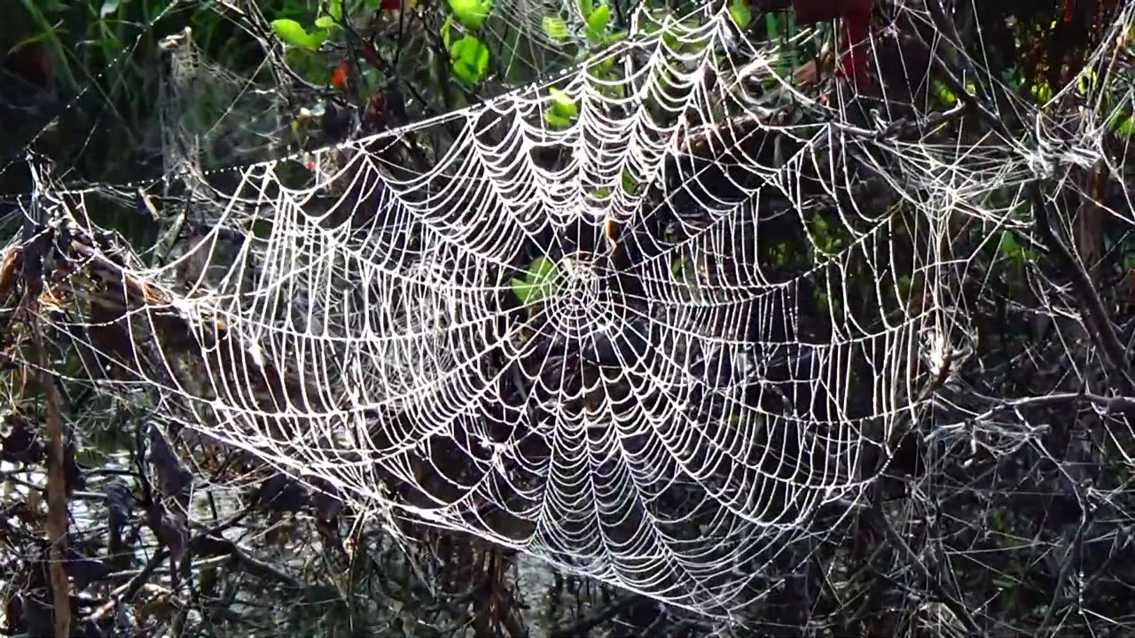 Spider Web
