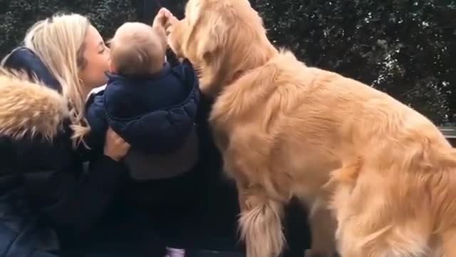 Golden retriever trips but plays it cool!