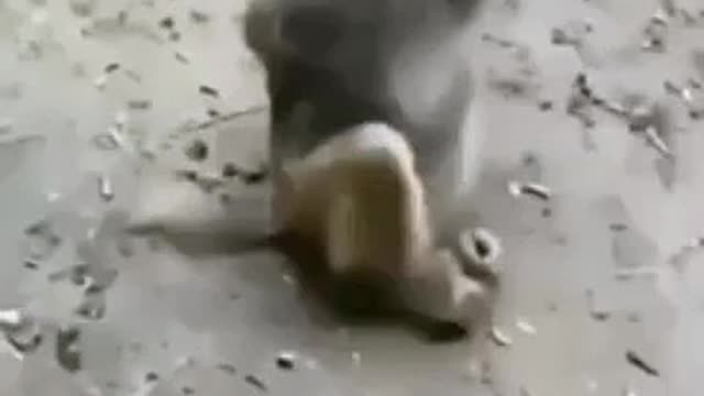Funny Monkey video in India