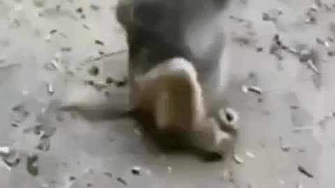 Funny Monkey video in India