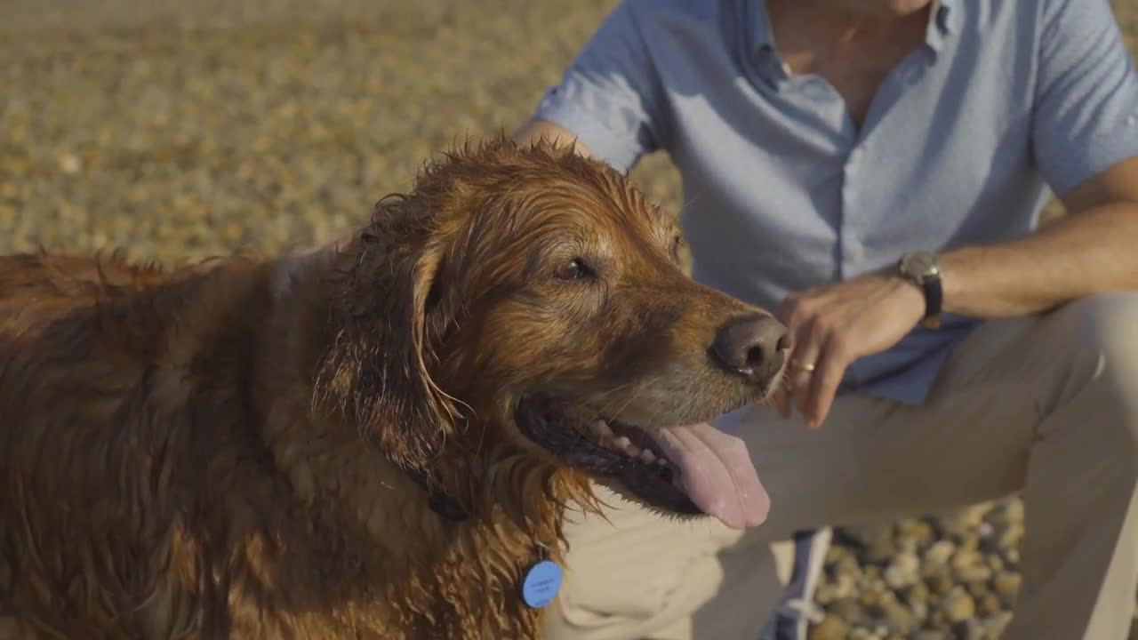 Man Pets Golden Retriever Dog