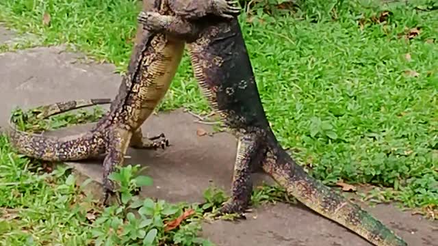 Dueling Monitor Lizards