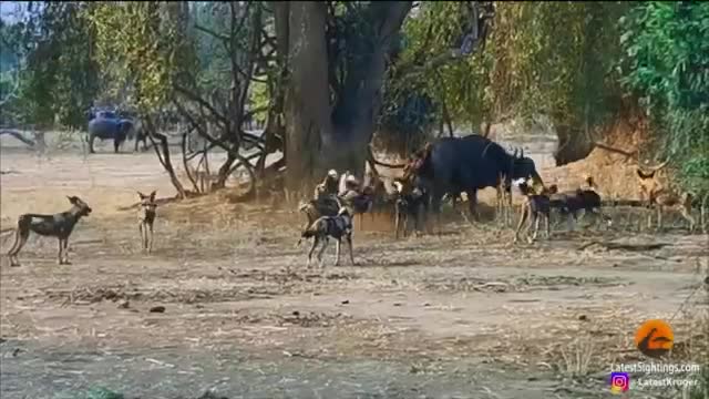 African Wild Dog Tribute_Cut.mp4