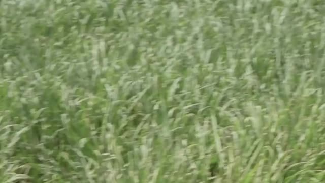 How Border Patrol Apprehends a Suspect | Secure America Now