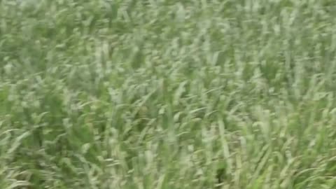 How Border Patrol Apprehends a Suspect | Secure America Now
