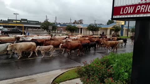 Hurricane Harvey Cattle Drive