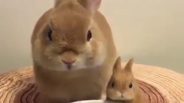 Two rabbits