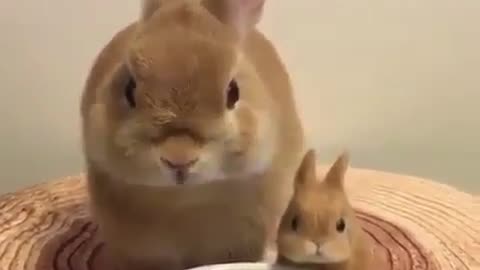 Two rabbits