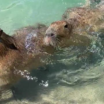 Capys loving swimming in the tiger pool 😍