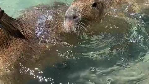 Capys loving swimming in the tiger pool 😍