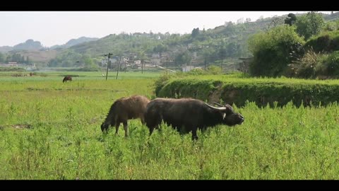 Cattle eat grass