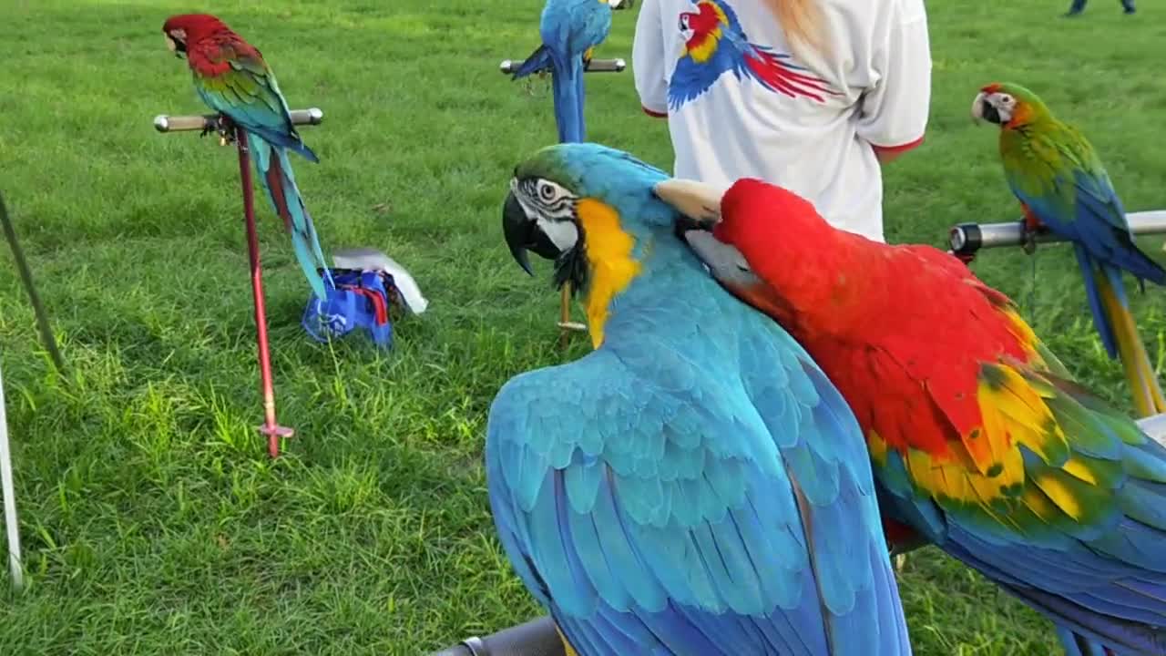 parrot, exotic birds