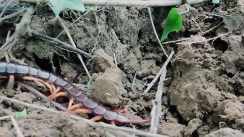 Centipede in the forest
