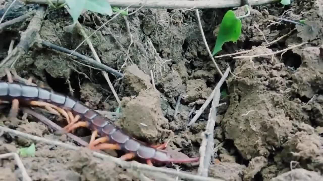 Centipede in the forest