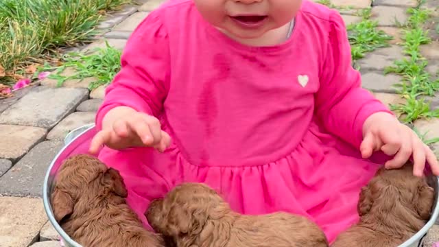 Newborn puppies with a baby