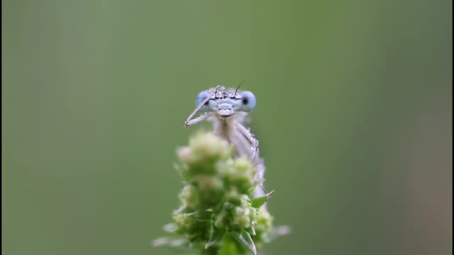 #GRASSHOPPER cleaning DEW drops from his eye#