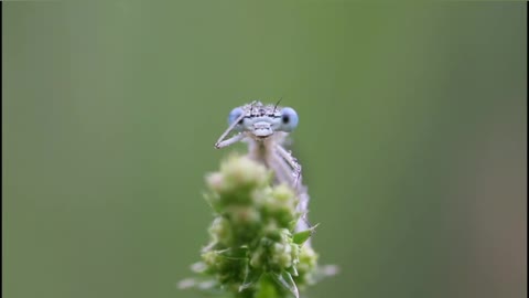 #GRASSHOPPER cleaning DEW drops from his eye#