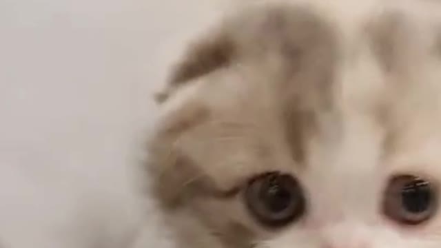 cute kitten videos short leg cat