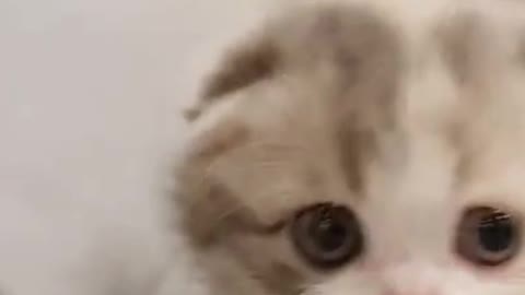 cute kitten videos short leg cat