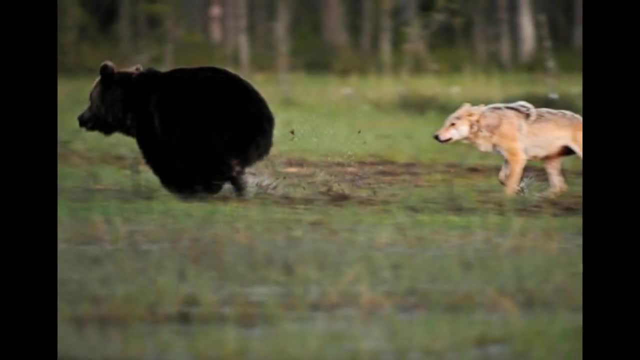 Young female Grey Wolf and male Brown Bear friendship in wild captured by Finnish Photographer.