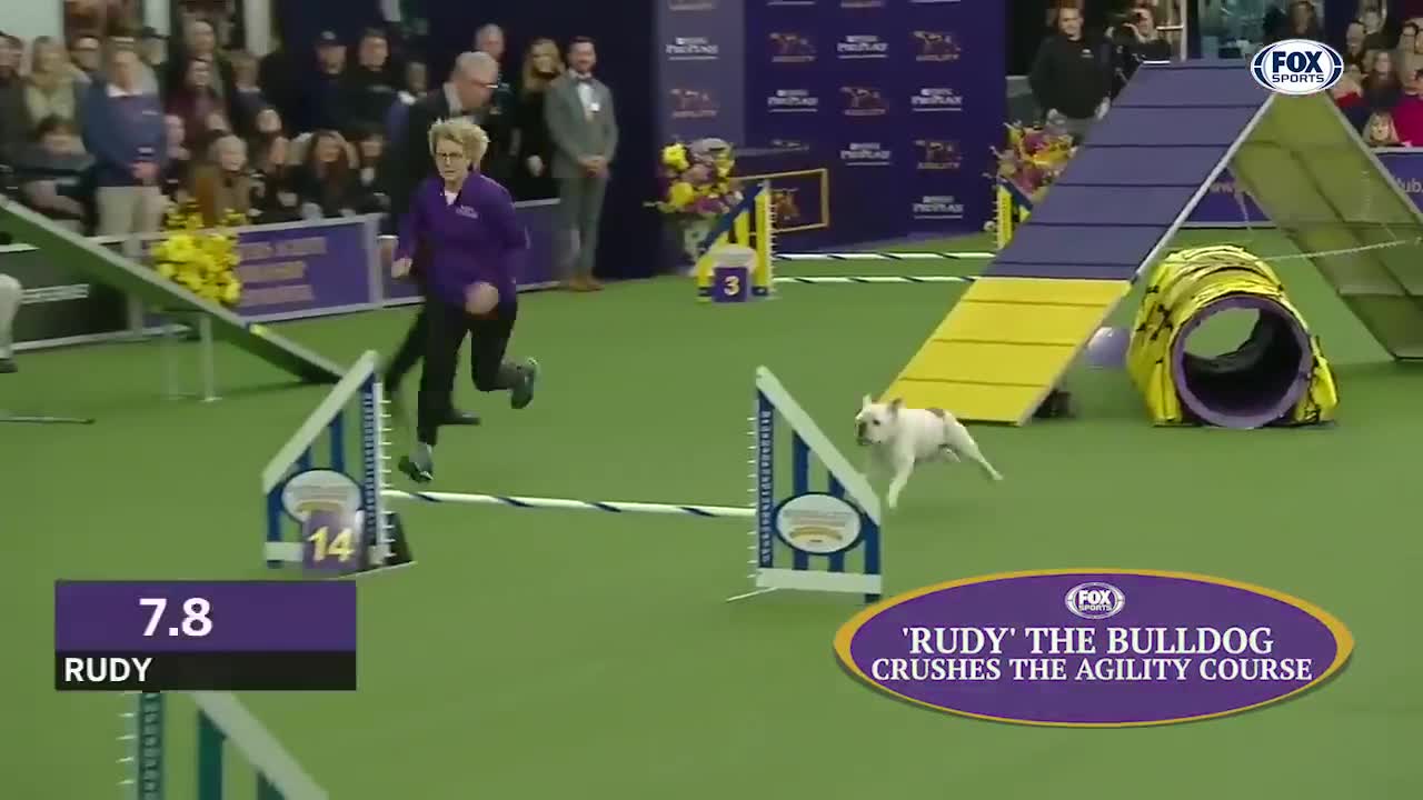 Watch 5 of the best WKC Dog Show moments to celebrate National Puppy Day | FOX SPORT