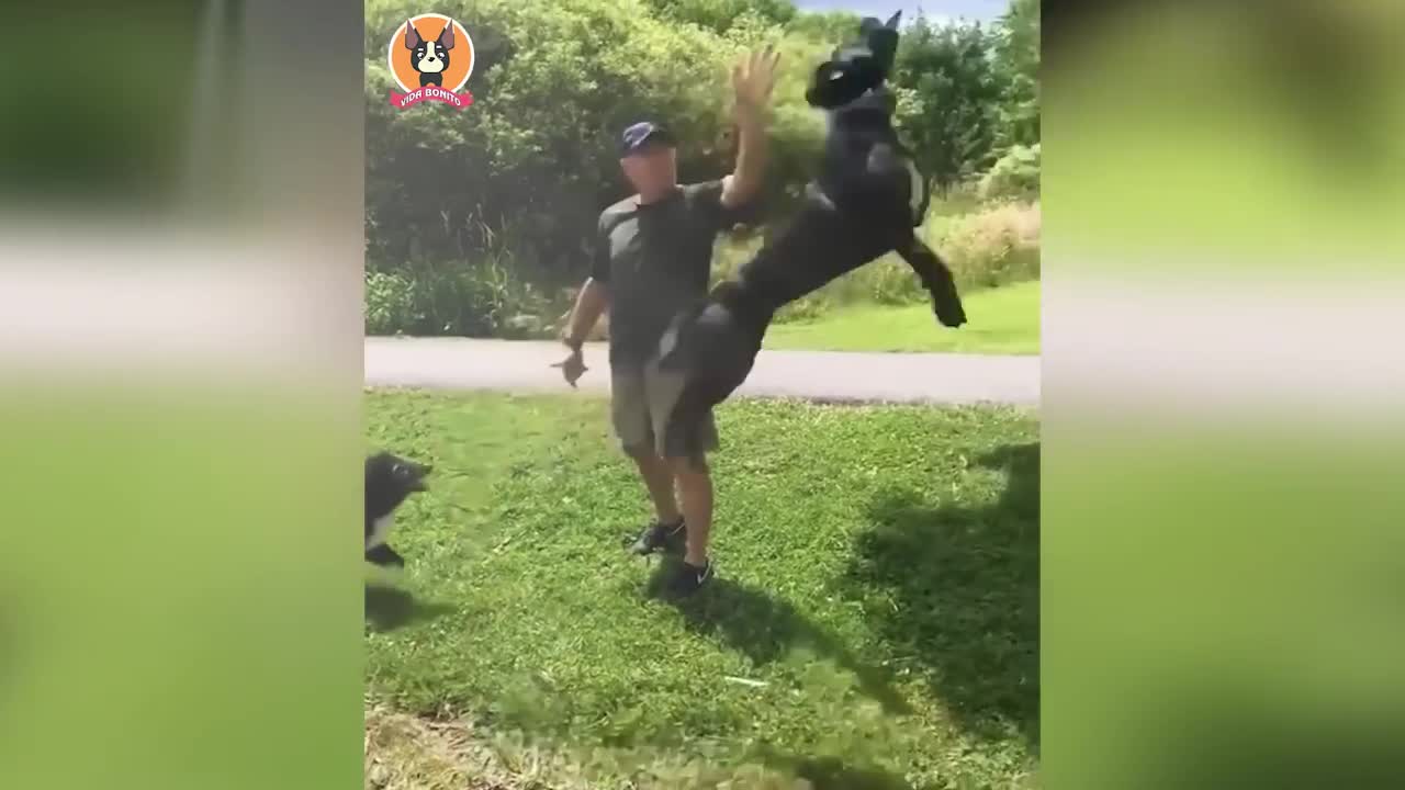Cute Dogs and Cats Doing Funny Videos