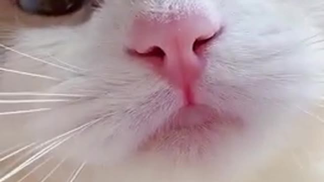 Oh my god, so cute cat