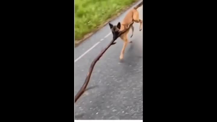 The most efficient dog in the world