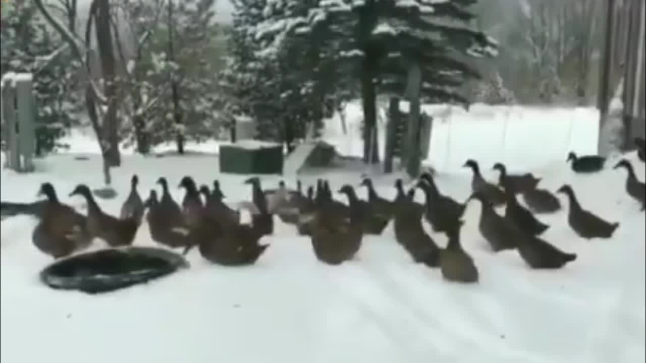 ducks hate snow!!